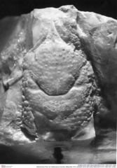 Historisches Foto von Gastrosacus eminens (Blaschke 1911) (NHMW-AFW-GEO-BACHMAYER-FOTO-1990-0041-2392)
